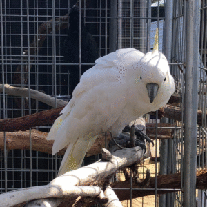 🦜 6 Monate alter männlicher Gelbhaubenkakadu – handzahm, verspielt & bereit für sein Für-immer-Zuhause 💛🕊️
