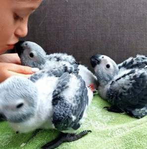 🦜 3 Monate alter Graupapagei (männlich) – handzahm, sozial & startklar fürs neue Zuhause 🏡