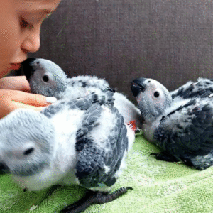 🦜 3 Monate alter Graupapagei (männlich) – handzahm, sozial & startklar fürs neue Zuhause 🏡