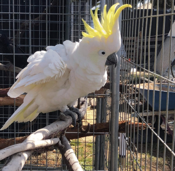 🦜 6 Monate alter männlicher Gelbhaubenkakadu – handzahm, klug & freundlich 💛🕊️ - Image 3