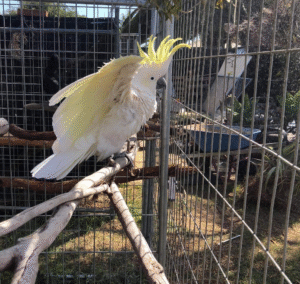 🦜 6 Monate alter männlicher Gelbhaubenkakadu – handzahm, klug & freundlich 💛🕊️
