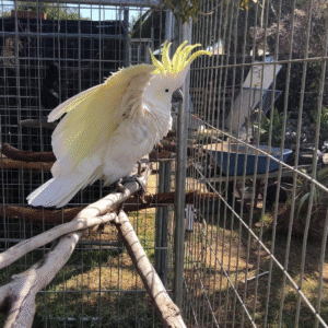 🦜 6 Monate alter männlicher Gelbhaubenkakadu – handzahm, klug & freundlich 💛🕊️