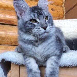 Shade – Russische Maine Coon Kätzin