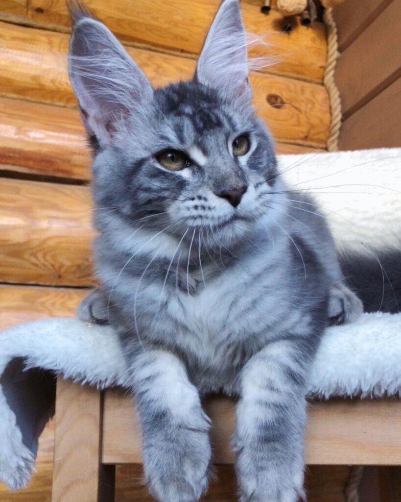 Shade – Russische Maine Coon Kätzin
