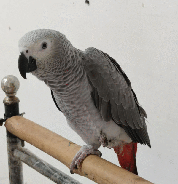 🦜 12 Monate alte Graupapageidame – handzahm, sozialisiert & bereit für ein liebevolles Zuhause 🏡 - Image 2