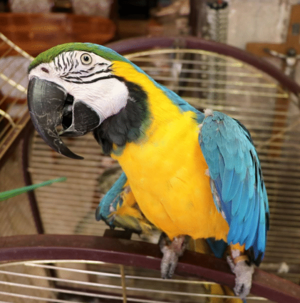 🦜 9 Monate alte weibliche Gelbbrustara – zahm, verspielt & menschenbezogen 💛💙 - Image 4