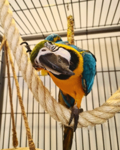 🦜 12 Monate alter männlicher Gelbbrustara – zahm, intelligent & bereit für ein liebevolles Zuhause 💛💙