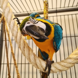 🦜 12 Monate alter männlicher Gelbbrustara – zahm, intelligent & bereit für ein liebevolles Zuhause 💛💙