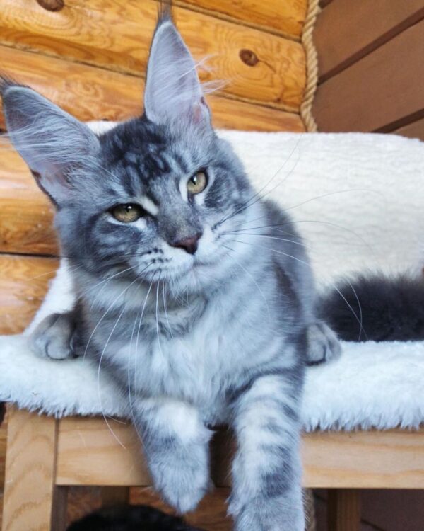 Shade – Russische Maine Coon Kätzin - Image 3