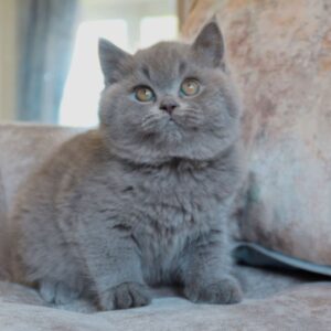 Baloo – Britisch Kurzhaar Kater