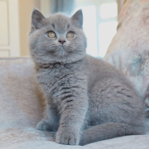 Baloo – Britisch Kurzhaar Kater - Image 3