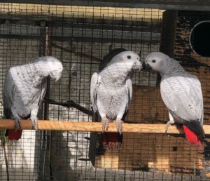 🦜 12 Monate alter Graupapagei (männlich) – handzahm, sozialisiert & bereit fürs neue Zuhause 🏡