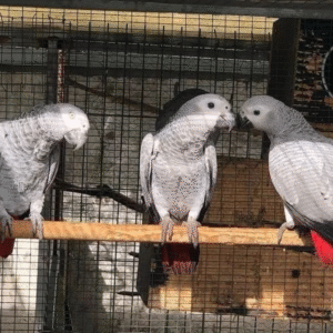 🦜 12 Monate alter Graupapagei (männlich) – handzahm, sozialisiert & bereit fürs neue Zuhause 🏡