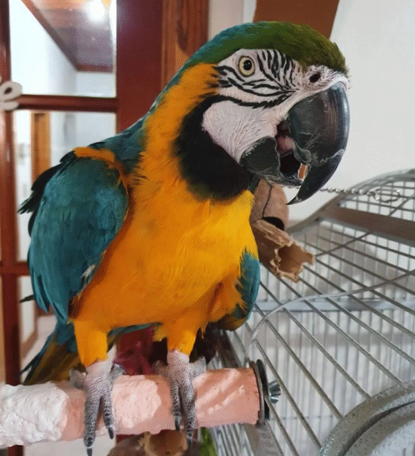 🦜 12 Monate alte weibliche Gelbbrustara – zahm, verspielt & bestens sozialisiert 💛💙 - Image 3