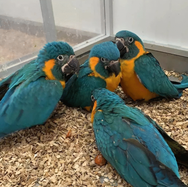 🦜 12 Monate alte weibliche Gelbbrustara – zahm, verspielt & bestens sozialisiert 💛💙 - Image 2