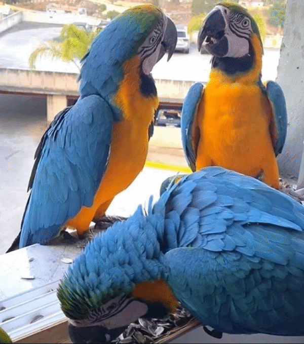 🦜 12 Monate alter männlicher Gelbbrustara – zahm, intelligent & bereit für ein liebevolles Zuhause 💛💙 - Image 3