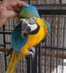 🦜 9 Monate alte weibliche Gelbbrustara – zahm, verspielt & menschenbezogen 💛💙