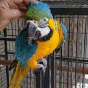 🦜 9 Monate alte weibliche Gelbbrustara – zahm, verspielt & menschenbezogen 💛💙