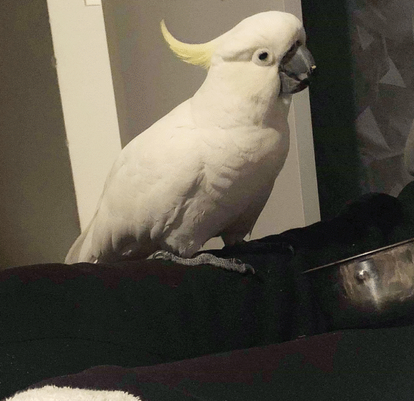 🦜 6 Monate alte weibliche Gelbhaubenkakadu – handzahm, sanft & verspielt 💛🕊️ - Image 2