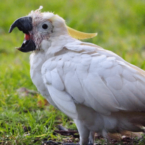 🦜 3 Monate alter männlicher Gelbhaubenkakadu – handzahm, verspielt & gut sozialisiert 💛🕊️