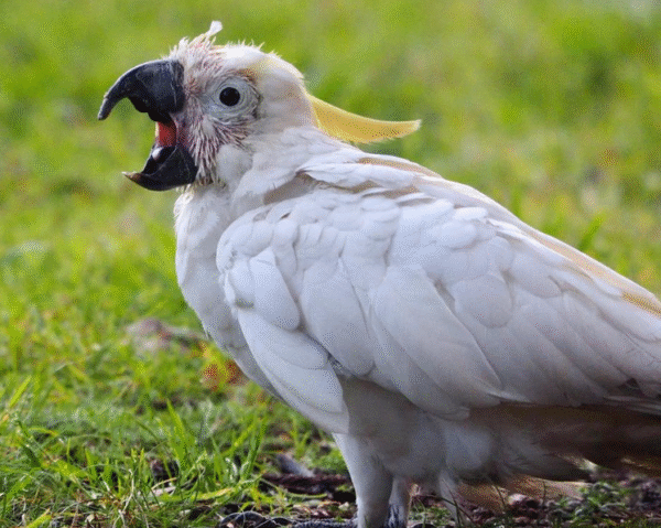 🦜 3 Monate alter Gelbhaubenkakadu – handzahm, verspielt & bereit für ein liebevolles Zuhause 💛🌿 - Image 3