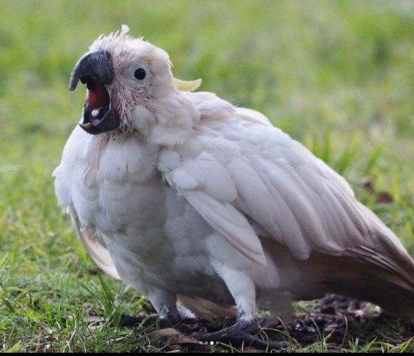 🦜 3 Monate alter Gelbhaubenkakadu – handzahm, verspielt & bereit für ein liebevolles Zuhause 💛🌿