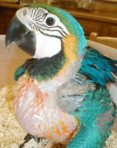 🦜 1 Monat alter Gelbbrustara – handaufgezogen, zahm & bestens sozialisiert 🌿