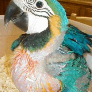 🦜 1 Monat alter Gelbbrustara – handaufgezogen, zahm & bestens sozialisiert 🌿