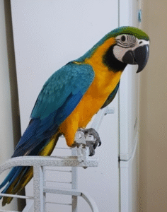 🦜 12 Monate alte weibliche Gelbbrustara – zahm, verspielt & bestens sozialisiert 💛💙