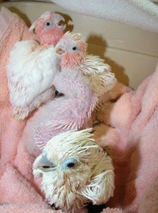 🦜 3 Monate alte weibliche Gelbhaubenkakadu – handzahm, verspielt & bereit für ein liebevolles Zuhause 💛🌿