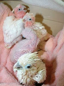🦜 3 Monate alte weibliche Gelbhaubenkakadu – handzahm, verspielt & bereit für ein liebevolles Zuhause 💛🌿