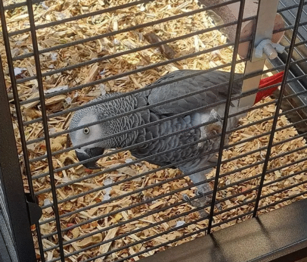 🦜 12 Monate alter Graupapagei (männlich) – handzahm, sozialisiert & bereit fürs neue Zuhause 🏡 - Image 3