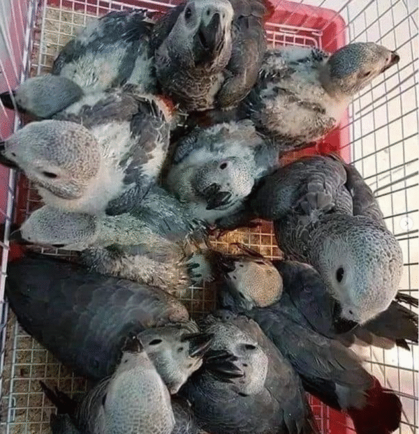 🦜 Graupapagei – 3 Monate alt, handzahm & bestens vorbereitet - Image 2