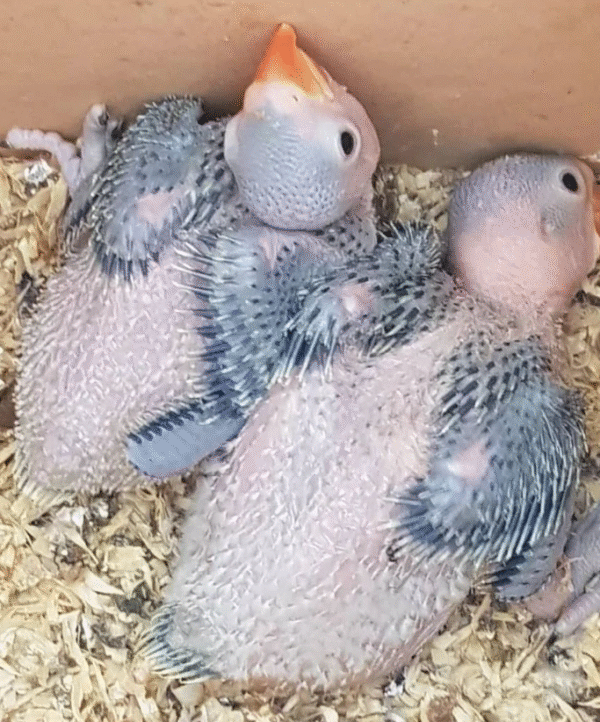 🦜 3 Monate alter Graupapagei (männlich) – handzahm, sozial & startklar fürs neue Zuhause 🏡 - Image 2