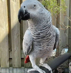 🦜 6 Monate alter Graupapagei – handzahm, sozialisiert & bestens vorbereitet 🏡