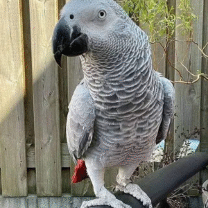 🦜 6 Monate alter Graupapagei – handzahm, sozialisiert & bestens vorbereitet 🏡