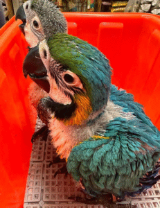 🦜 1 Monat alter männlicher Gelbbrustara – handaufgezogen, zahm & bestens sozialisiert 💛💙