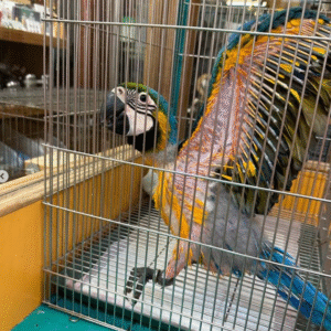 🦜 1 Monat alter männlicher Gelbbrustara – handaufgezogen & liebevoll sozialisiert 💙💛