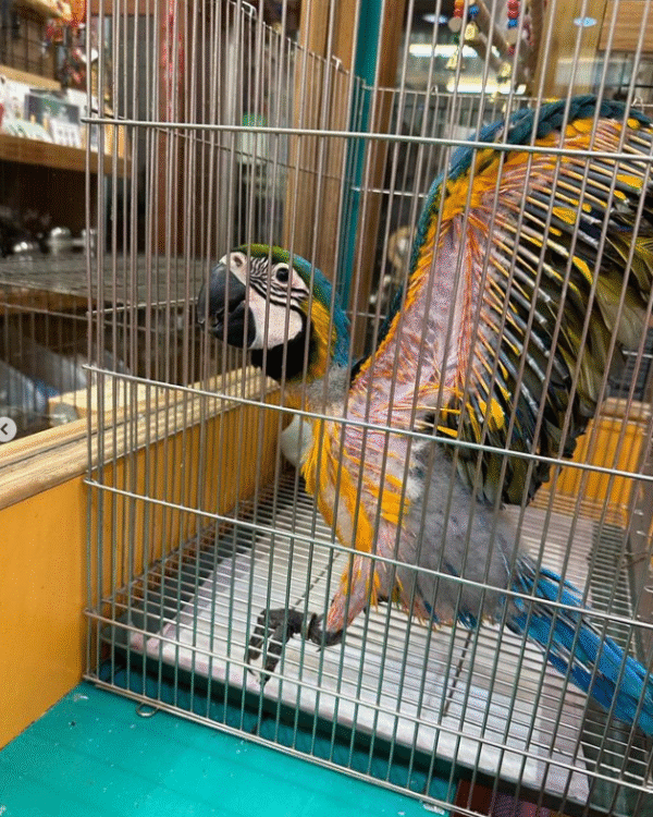 🦜 1 Monat alter männlicher Gelbbrustara – handaufgezogen & liebevoll sozialisiert 💙💛