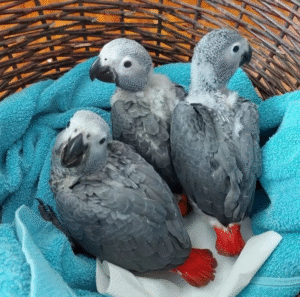 🦜 Graupapagei – 3 Monate alt, handzahm & bestens vorbereitet