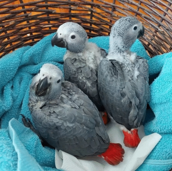 🦜 Graupapagei – 3 Monate alt, handzahm & bestens vorbereitet