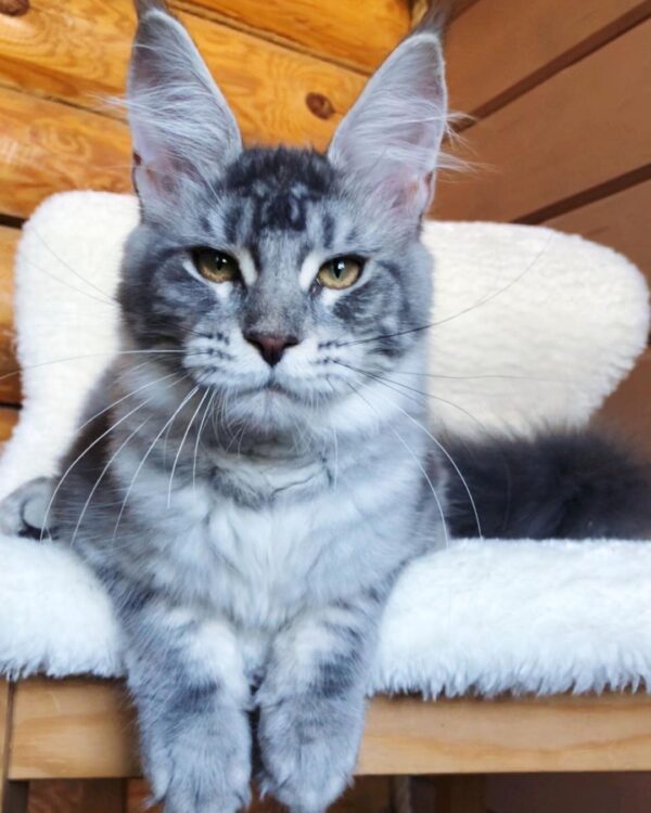 Shade – Russische Maine Coon Kätzin - Image 4