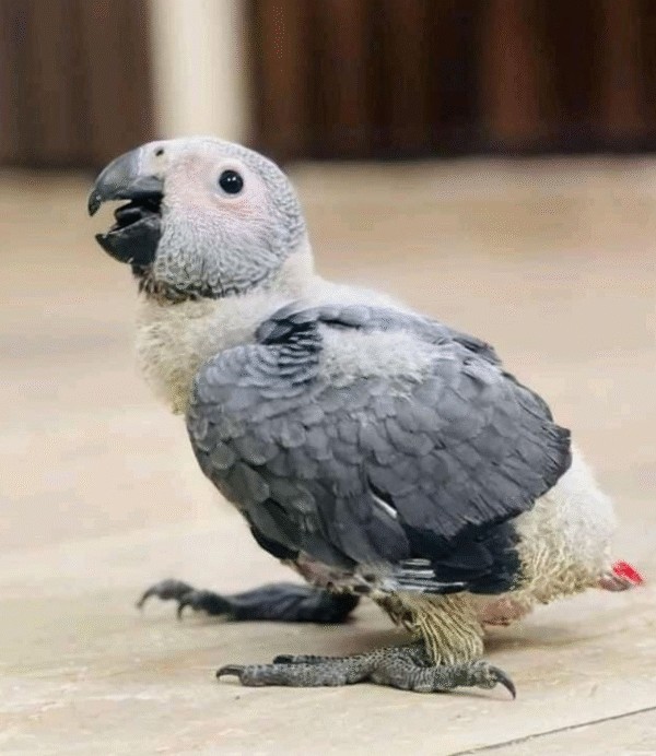 🦜 3 Monate alte Graupapageidame – handzahm, gesund & bereit für ein liebevolles Zuhause 🏡 - Image 3