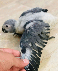 🦜 3 Monate alte Graupapageidame – handzahm, gesund & bereit für ein liebevolles Zuhause 🏡