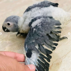 🦜 3 Monate alte Graupapageidame – handzahm, gesund & bereit für ein liebevolles Zuhause 🏡