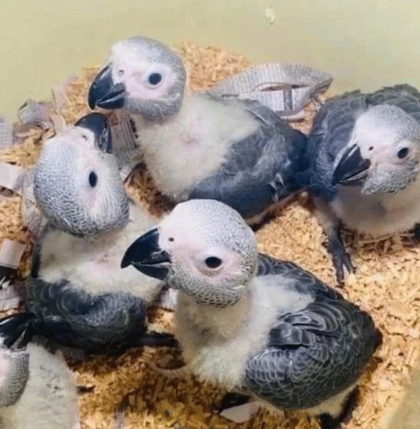 🦜 Graupapagei – 3 Monate alt, handzahm & bestens vorbereitet - Image 3