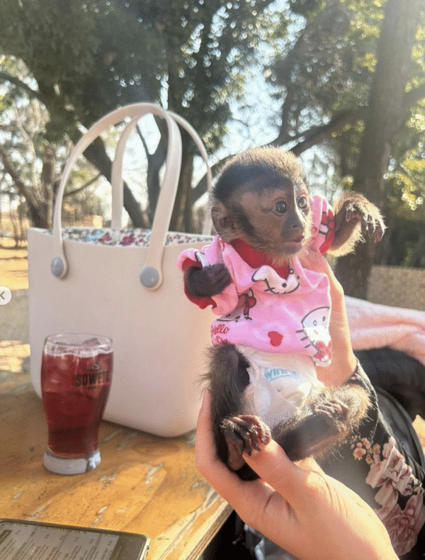🐒 Carla – Weibchen, Kapuzineräffchen – Bild 3