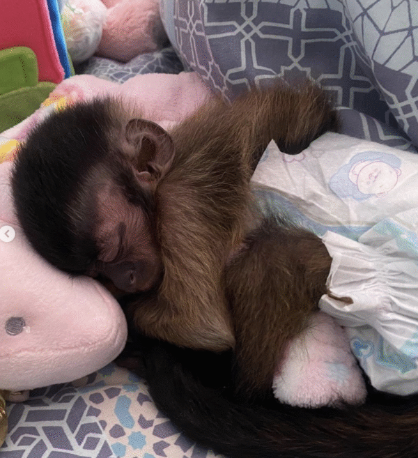 🐒 Carla – Weibchen, Kapuzineräffchen – Bild 2