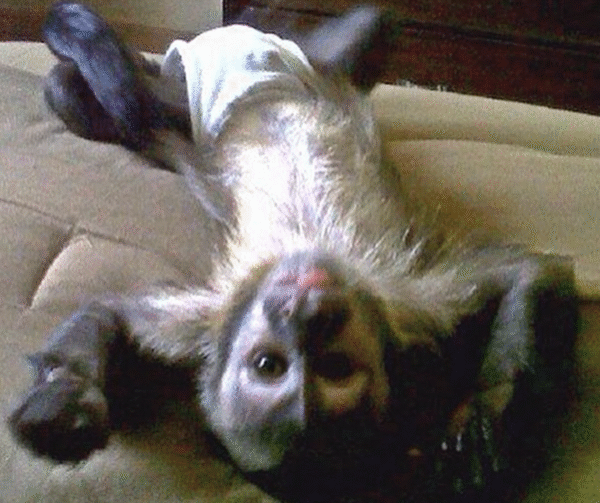 🐒 Jeremia – Männchen, Kapuzineräffchen – Bild 6