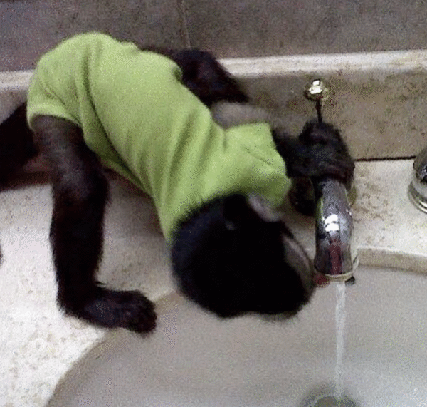 🐒 Jeremia – Männchen, Kapuzineräffchen – Bild 4